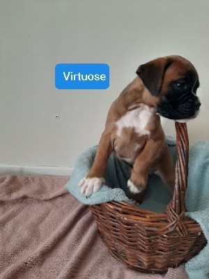 Virtuose 